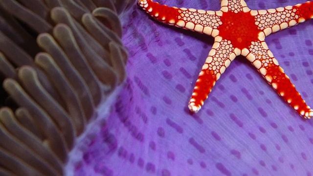 Флюорит свойства камня и кому он подходит по Знаку Зодиака смотреть онлайн