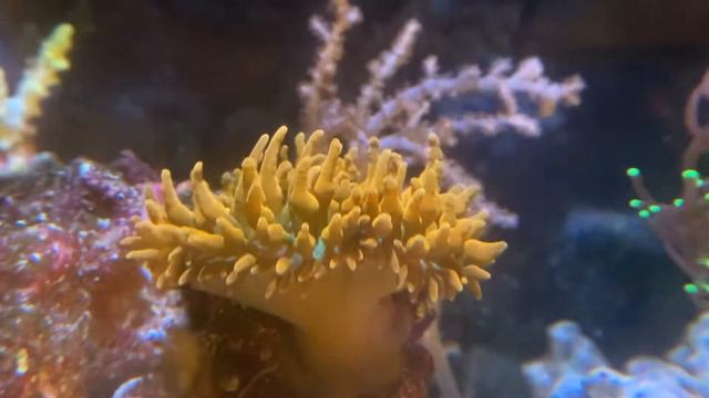 Rose Bubble Tip Anemone (Entacmaea quadricolor) / fluva evo 13.5g смотреть онлайн