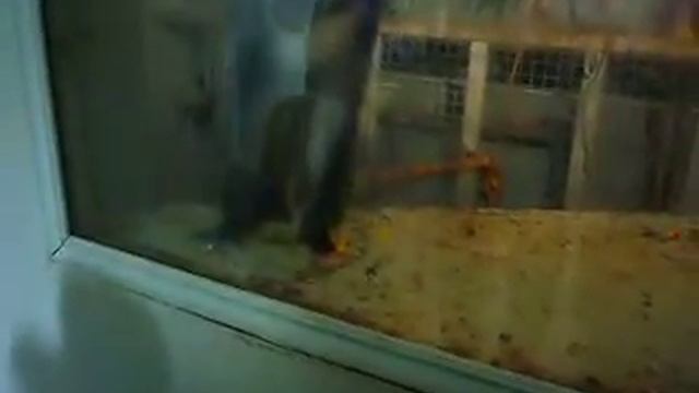 Девочка и Обезьяна! смотреть онлайн