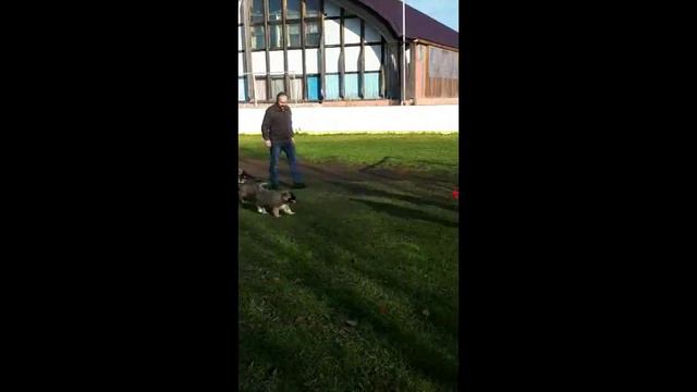 Щенки девочки кавказской овчарки смотреть онлайн