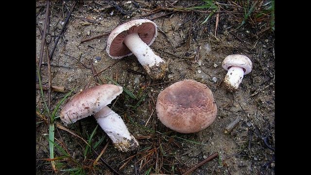 Agaric pourpré смотреть онлайн