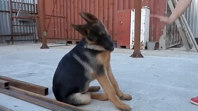 Первые КОМАНДЫ ЩЕНКА немецкой овчарки Ская. Smart puppy. Одесса. смотреть онлайн