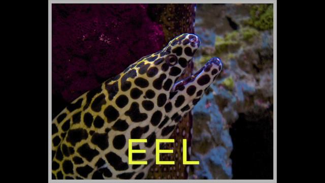 ANIMALS FOR KIDS! I Spy Ocean! смотреть онлайн