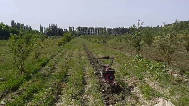 Павловния Плантации 28 000 Штук Для Продажи смотреть онлайн