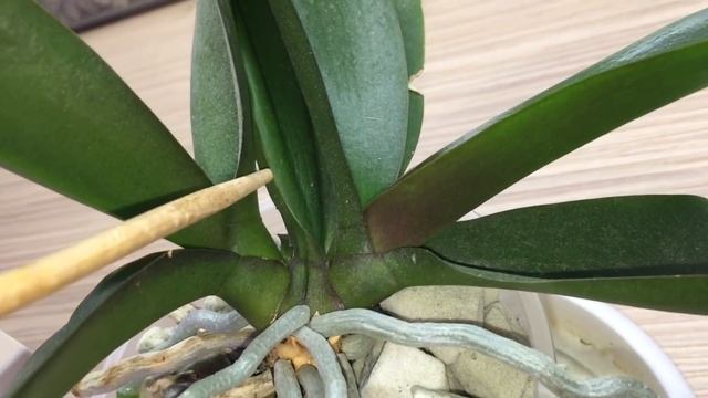 пересадка орхидеи Румяная Сара была 9 месяцев назад в пеностекло что с ней и что дальше? смотреть онлайн