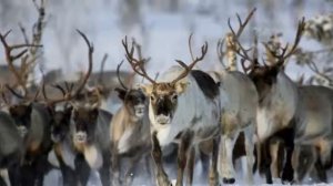 Северный олень   слайд для детей, журнал Светильник №1,2010