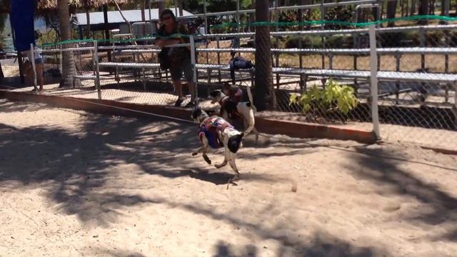 Greyhound Гонки обезьян смотреть онлайн