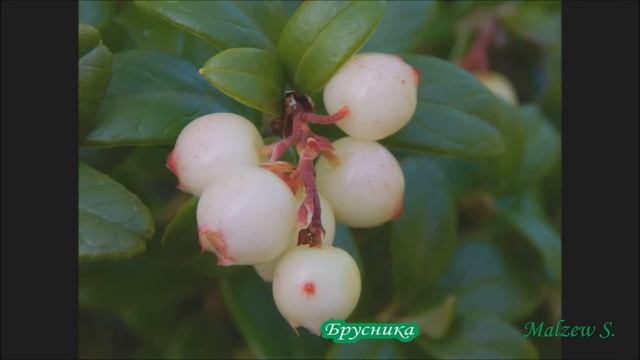 Растения альбиносы. смотреть онлайн