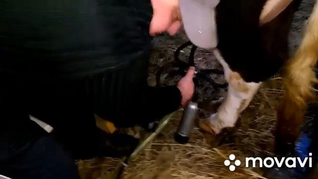 Наши дела в хозяйстве/ уборка, кормление и дойка коровы/ Индеек рассадили по гнёздам. смотреть онлайн