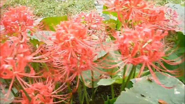 Garden Surprises Pumpkin and Surprise Lilies Naked Ladies Red Spider Lilies смотреть онлайн