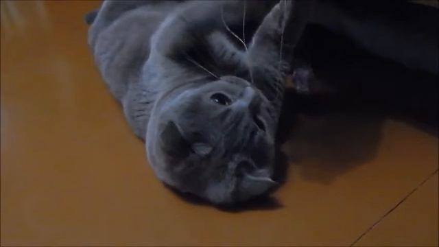 ШОТЛАНДСКИЙ ВИСЛОУХИЙ КОТ/ СКОТТИШ-ФОЛД смотреть онлайн