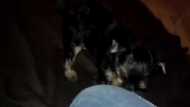 Йорик щенок продается! смотреть онлайн