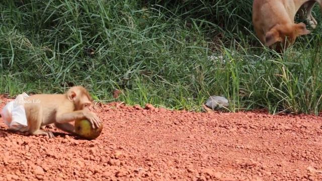 Beast friend!! Little Monkey Vs Puppies Playing So happy, Lovely Pets смотреть онлайн