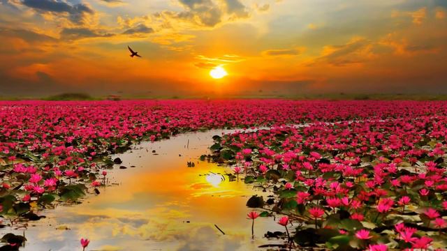 Дарите женщинам цветы смотреть онлайн