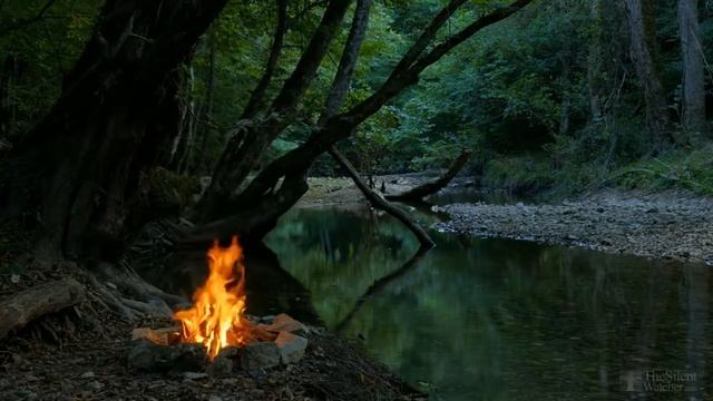 Как пересадить мандариновое дерево в домашних условиях? смотреть онлайн