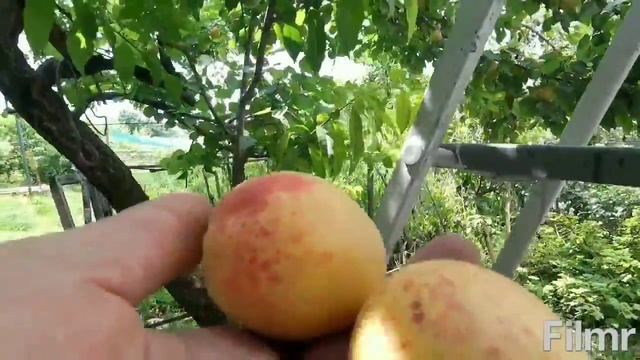 Сорт абрикоса Шалах(ананасный) смотреть онлайн