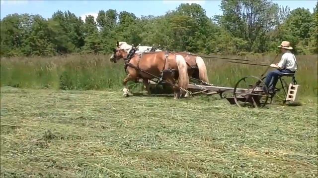 Haflinger team mowing hay смотреть онлайн