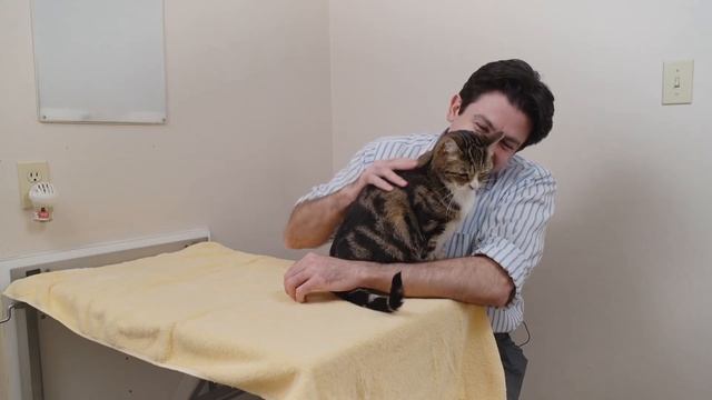 The story of Mr. Pirate, possibly the best cat EVAR смотреть онлайн