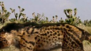 Эндрюсарх ( Прогулки с чудовищами )