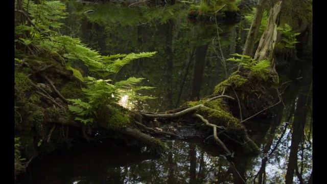 Glömda skogars ljus videofil смотреть онлайн