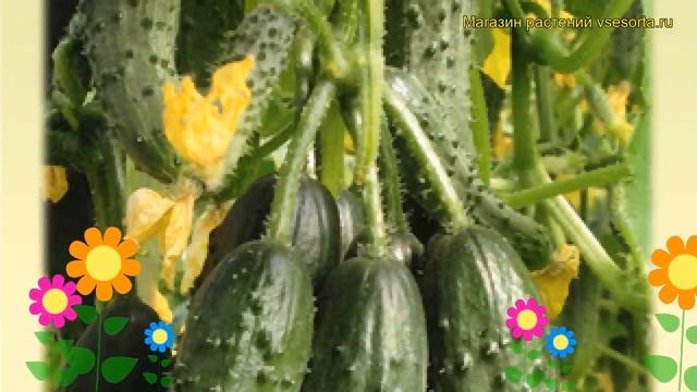 Огурец Махаон (Огурец). Краткий обзор, описание характеристик, где купить семена Cucumis Sativus