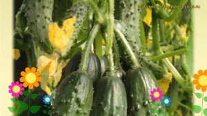 Огурец Махаон (Огурец). Краткий обзор, описание характеристик, где купить семена cucumis sativus