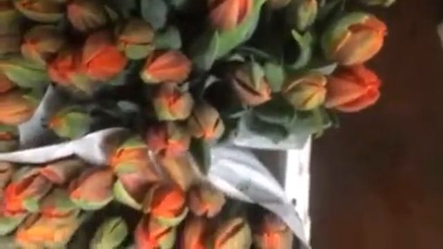 Тюльпаны Orange princess купить в Минске смотреть онлайн