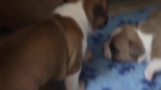 Щенки амстаффа. 3 недели. Свободны к резерву