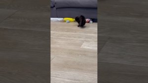 МЫШЬ НАПУГАЛА КОШКУ