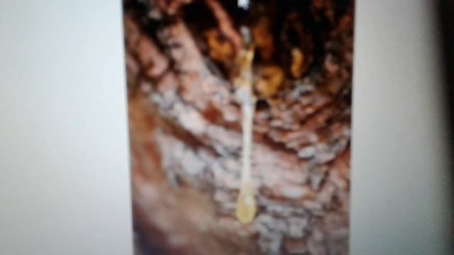 Удовое дерево: эфирное масло свойства и применение. смотреть онлайн