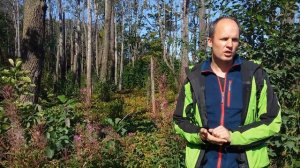 Что такое чёрная ольха? Почему она исчезает?