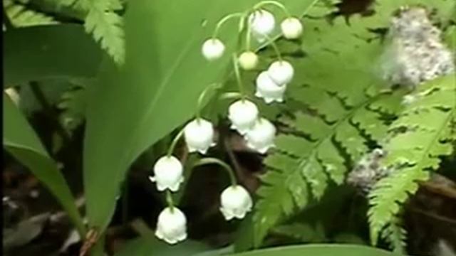 Значение растений для человека смотреть онлайн