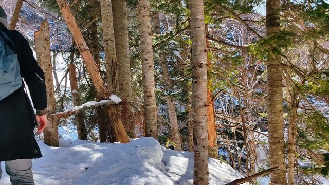 ПОСТАВИЛ ФОТОЛОВУШКУ В ЛЕСУ / PHOTO HUNTING FOR SABLE смотреть онлайн