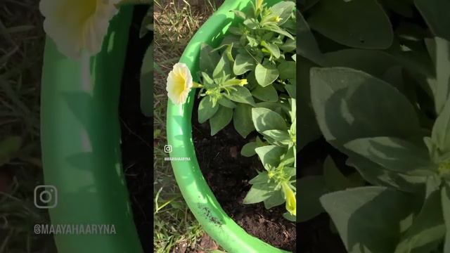 Изи Вейв Желтая☀️☀️☀️ #petunia #петуния #семенапартнер смотреть онлайн