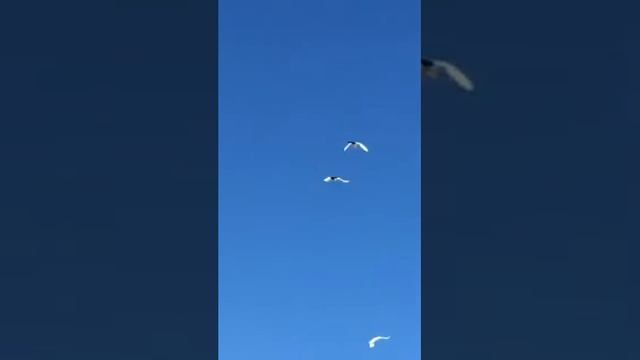Бойные голуби Чернохвостые, краснохвостые и желтохвостые с Кавказа в Алмате 87025925555 смотреть онлайн