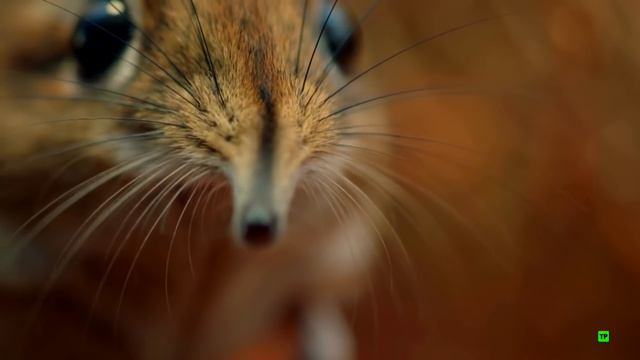 24 Horas Salvajes: La SABANA AFRICANA - Documental смотреть онлайн
