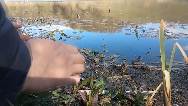 Рыбалка на карася резинкой. Пол ведерка за 3 часа . ))) Просто рыбачим и отдыхаем смотреть онлайн