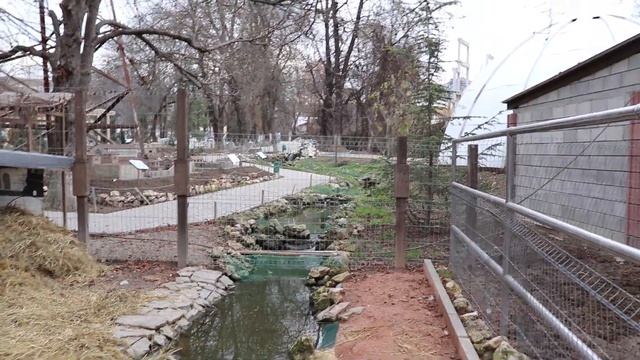 Важные белые лебеди. бахчисарайский парк миниатюр, зоопарк. Крым. смотреть онлайн