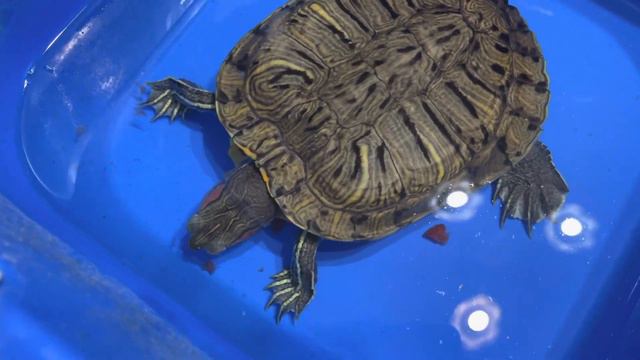 Черепаха ест помидор смотреть онлайн