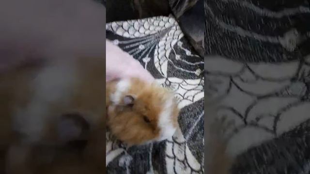 Как просто дать лекарство из шприца свинке. смотреть онлайн