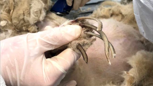 Люди не могли поверить, что в этом клубке скрыто живое существо смотреть онлайн