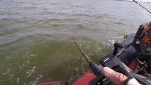 ТРОЛЛИНГ СУДАКА. Ещё новинки и мой рекордный судак этого залива.