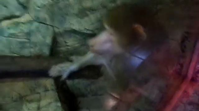 Макаки.Зоопарк в Сочи.Macaques.Zoo in Sochi. смотреть онлайн