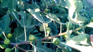 Как поливать инжир