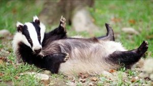 Барсучий нос.К.Паустовский.