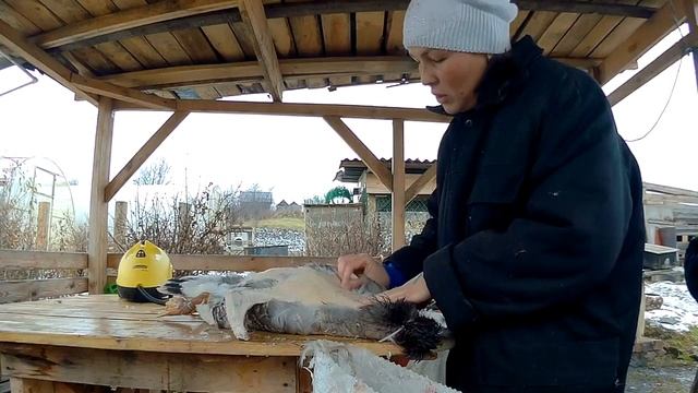 Почему гуси худеют // Ощипываю гуся // Как надуть гуся перед ощипом смотреть онлайн