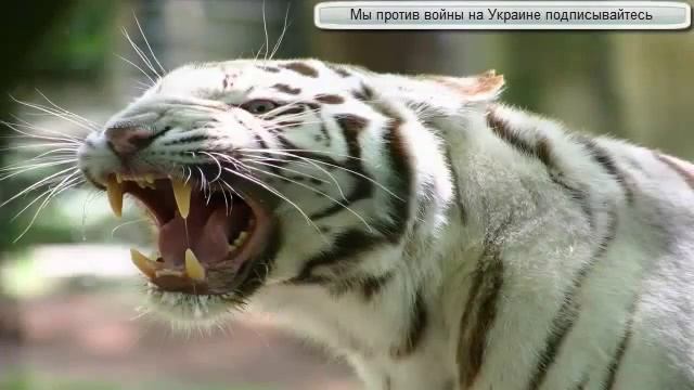 Оскал животных смотреть онлайн