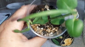 ЦЕРАПЕГИЯ САНДЕРСОНА И ХАЙГАРТА. Различия, уконенение. 17.02.2023.