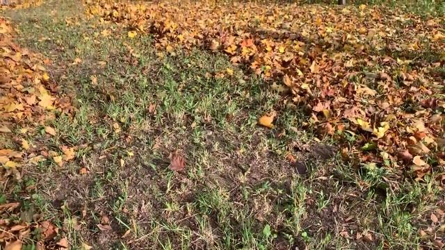 ? Аккумуляторные воздуходувки DeWALT DCM572 FlexVolt  и DCV100 18v, покупать ли аккумуляторную дуйк