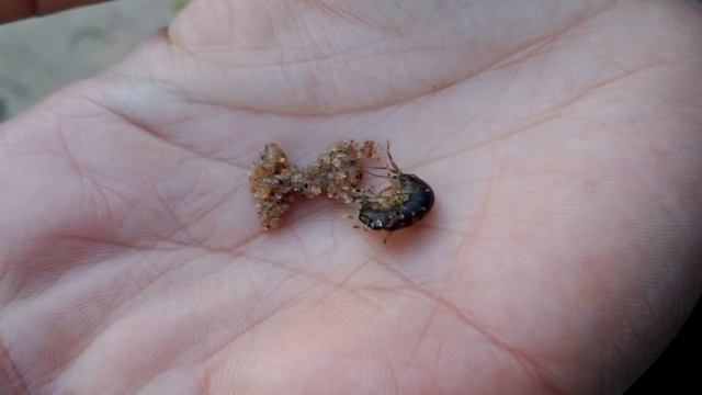 Креветка в Белом море смотреть онлайн